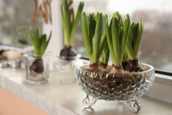 Spring Coming Beautiful Bulbous Plants Windowsill Indoors Stock Picture