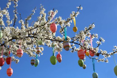 Güzel boyanmış Paskalya yumurtaları mavi gökyüzüne karşı çiçek açan kiraz ağacında asılı.