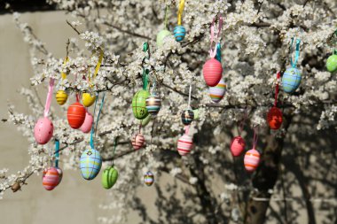 Güzel boyanmış Paskalya yumurtaları açık havada kiraz ağacında sallanıyor.