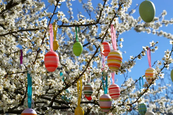 Maravilhosamente Pintados Ovos Páscoa Pendurados Árvore Cereja Florescendo Livre — Fotografia de Stock