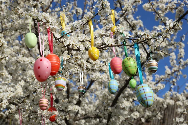 Beautifully Painted Easter Eggs Hanging Blooming Cherry Tree Outdoors — Stock Photo, Image