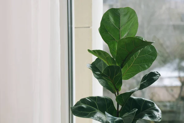 Indah Ficus Tanaman Dekat Jendela Dalam Ruangan Ruang Untuk Teks — Stok Foto