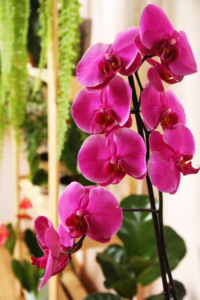 Bellissimo Fiore Orchidea Rosa Chiuso Primo Piano Arredamento Della Casa — Foto Stock
