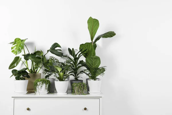 실내에 서랍들로 아름다운 식물들 본문을 — 스톡 사진