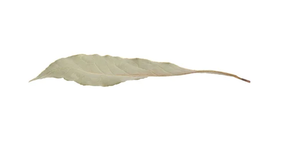 Один Ароматный Лавровый Лист Изолированный Белом — стоковое фото