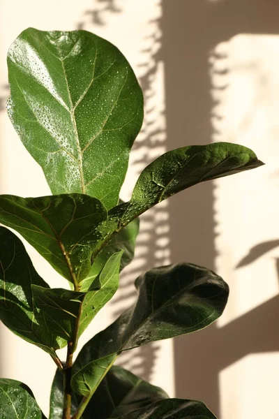 stock image Beautiful ficus plant with wet leaves near beige wall. House decoration