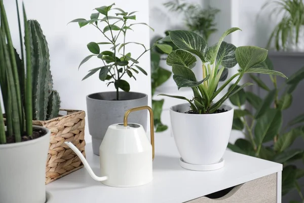 Green Houseplants Pots Watering Can Table Indoors — Stock Photo, Image