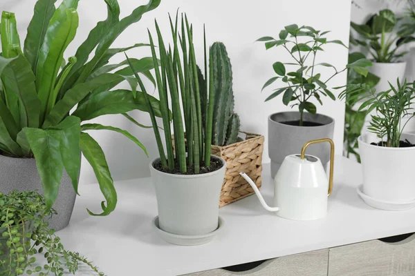 鍋や散水の緑の観葉植物は白い壁の近くのテーブルの上に — ストック写真