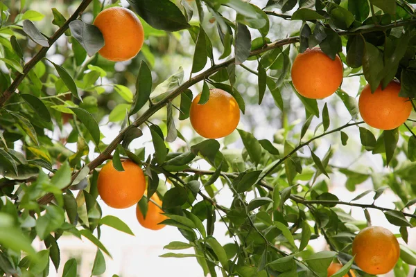 Fresh Ripe Oranges Growing Tree Outdoors — Stock fotografie