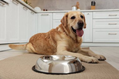Şirin Labrador Retriever mutfaktaki yemek kasesinin yanında bekliyor.