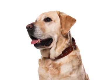 Beyaz arka planda köpek tasmalı şirin Labrador Retriever.