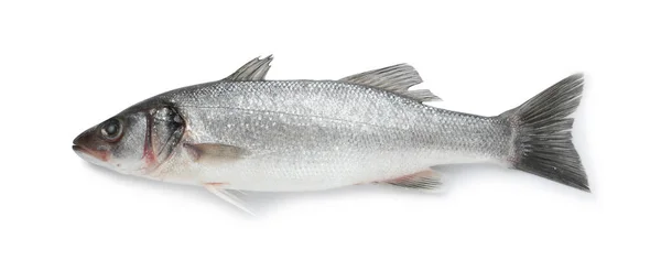 Fresh Sea Bass Fish Isolated White Top View — Stock Photo, Image