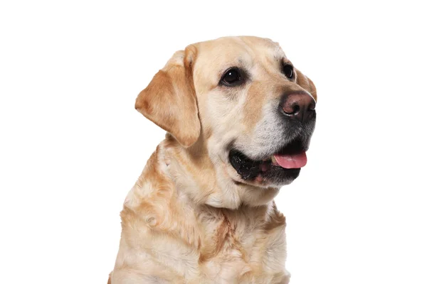 かわいいラブラドール取得で犬の襟に白の背景 — ストック写真