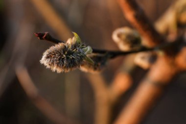 Beautiful pussy willow branch with catkins outdoors, closeup