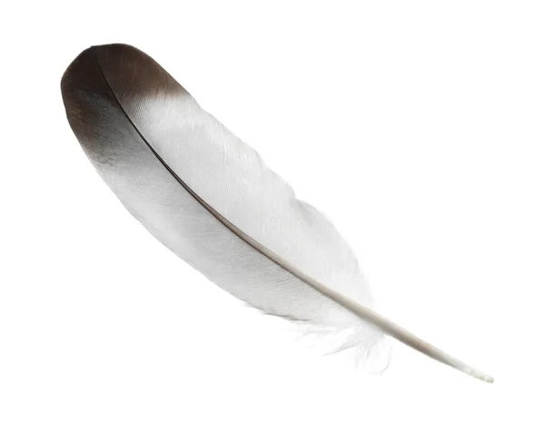 Όμορφο Γκρίζο Φτερό Πουλιού Απομονωμένο Λευκό — Φωτογραφία Αρχείου