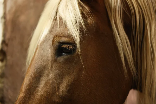 Entzückendes Pferd Auf Verschwommenem Hintergrund Nahaufnahme Schönes Haustier — Stockfoto