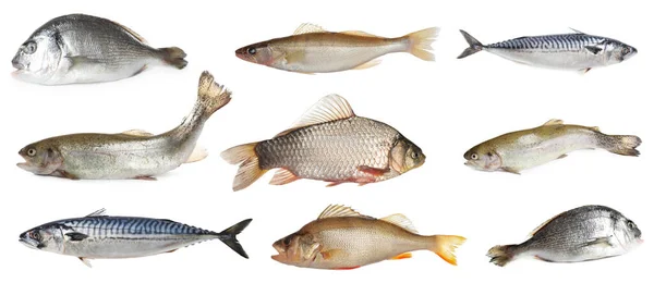 Κολάζ Διαφορετικούς Τύπους Ακατέργαστων Ψαριών Λευκό Φόντο — Φωτογραφία Αρχείου