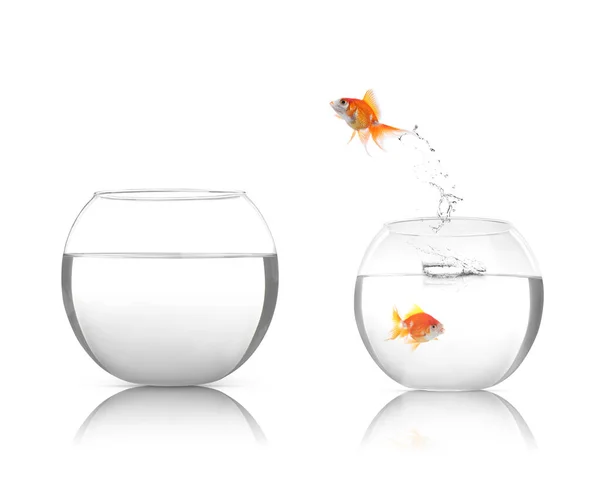Goldfish Pulando Tigela Peixe Vidro Com Vizinho Vazio Fundo Branco — Fotografia de Stock