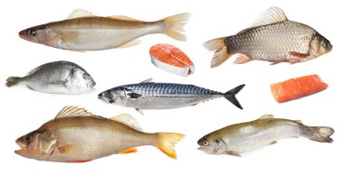 Beyaz zemin üzerinde farklı türde çiğ balık bulunan kolaj