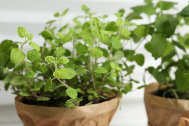 Aromatik kekik saksısı ve Melissa pencere eşiğinde, yakın plan.