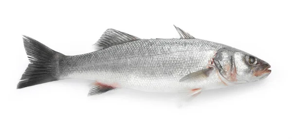 Свіжа Морська Басова Риба Ізольована Білому Вид Зверху — стокове фото