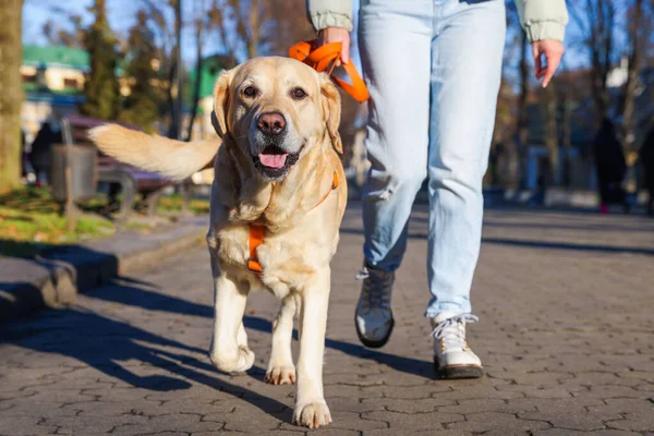 stock image Woman walking with adorable Labrador Retriever outdoors, closeup