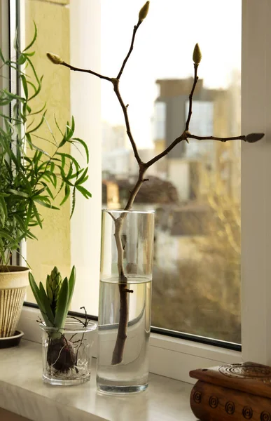 Красива Квітка Гіацинту Гілка Дерева Бруньками Кімнатний Рослина Підвіконні Приміщенні — стокове фото