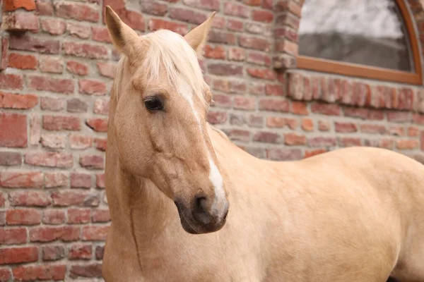 Cavalo Adorável Perto Tijolo Edifício Livre Adorável Animal Estimação Domesticado — Fotografia de Stock