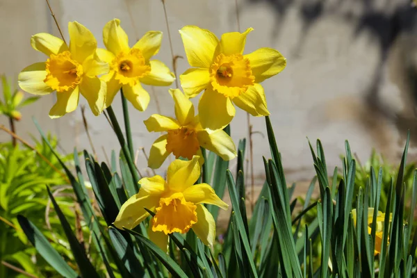 Belles Jonquilles Jaunes Poussant Extérieur Jour Printemps — Photo