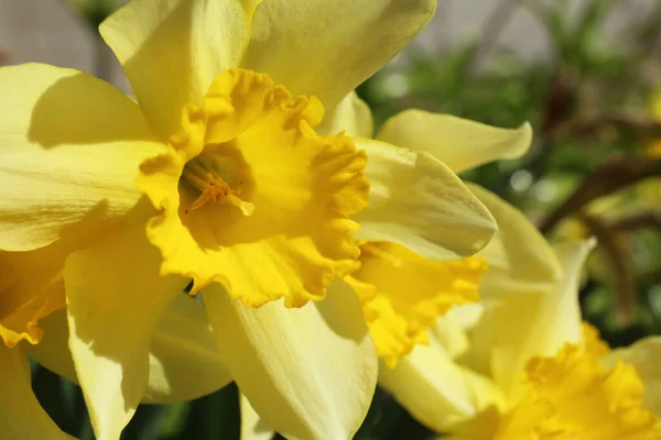 Beautiful Yellow Daffodil Outdoors Spring Day Closeup — Photo