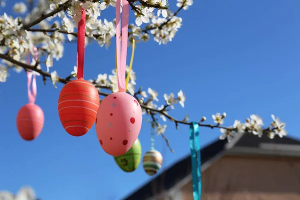 Beautifully Painted Easter Eggs Hanging Blooming Cherry Tree Outdoors — Stock Photo, Image