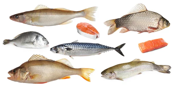 Κολάζ Διαφορετικούς Τύπους Ακατέργαστων Ψαριών Λευκό Φόντο — Φωτογραφία Αρχείου