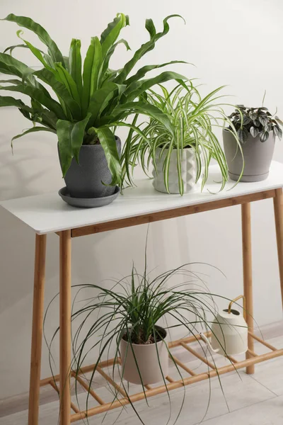 Plantes Intérieur Vertes Dans Des Pots Sur Une Table Bois — Photo
