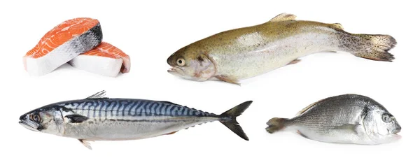 Collage Different Types Raw Fish White Background — Stock Photo, Image