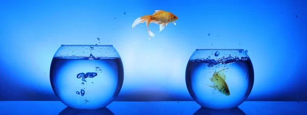 Goldfish jumping from glass fish bowl into another one on blue background