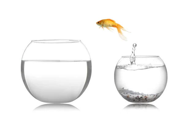 金鱼从玻璃鱼缸跳到白色背景的大鱼缸里 — 图库照片