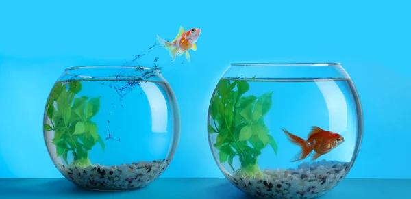 Goldfish jumping from glass fish bowl into another one on light blue background