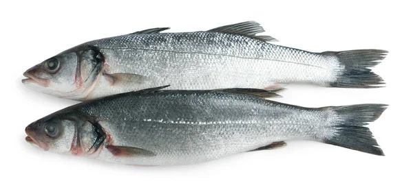 Fresh Sea Bass Fish White Background Top View — Stock Photo, Image