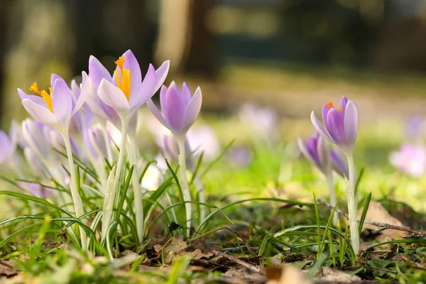 Dışarıda Yetişen Güzel Kır Çiçekleri Yakın Çekim Manzarası — Stok fotoğraf