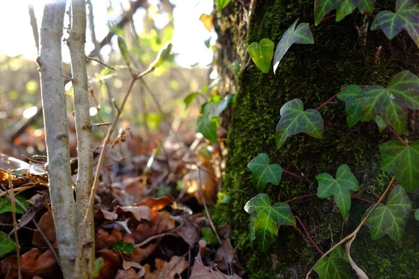 Zielony Mech Bluszcz Drzewie Słoneczny Dzień — Zdjęcie stockowe