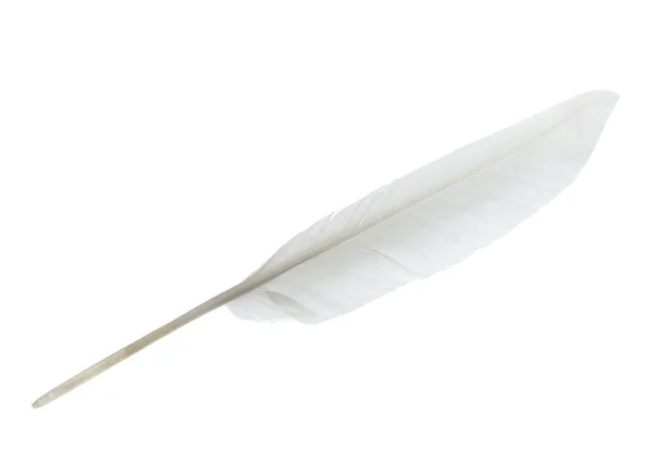 Όμορφο Λευκό Φτερό Πουλιού Απομονωμένο Λευκό — Φωτογραφία Αρχείου