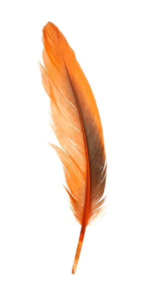 美丽的橙色鸟毛与白色隔离 — 图库照片