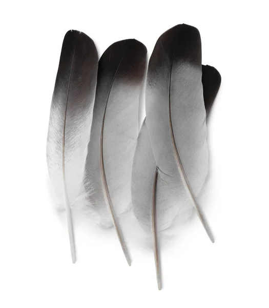 Muitas Belas Penas Pássaro Isoladas Branco Vista Superior — Fotografia de Stock
