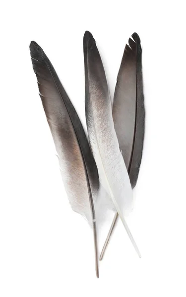Três Belas Penas Pássaro Isoladas Branco Vista Superior — Fotografia de Stock