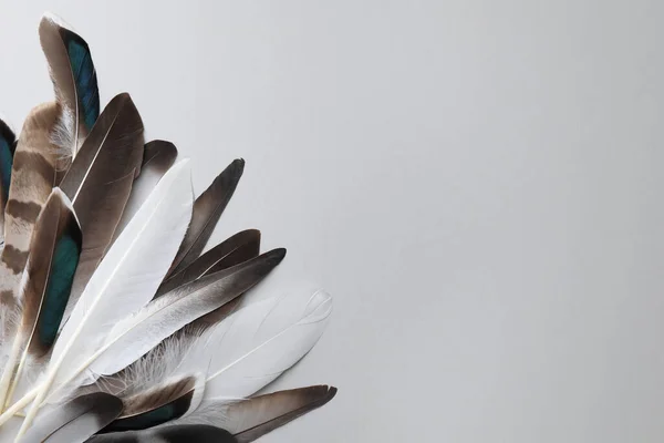 Many Different Bird Feathers White Background Flat Lay Space Text — Stock Photo, Image