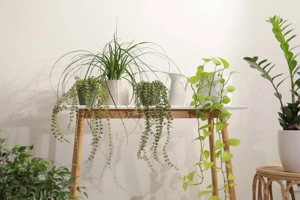 Viele Zimmerpflanzen Und Vase Auf Holztisch Neben Weißer Wand — Stockfoto