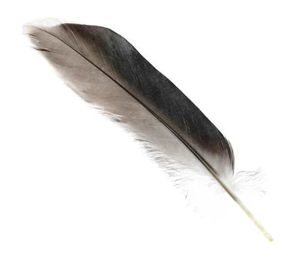 Beautiful Grey Bird Feather Isolated White Stock Picture
