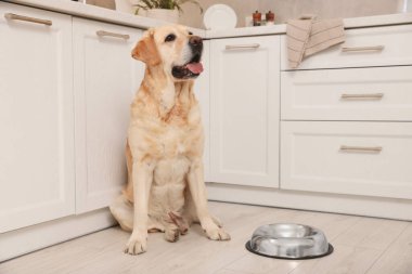 Cute Labrador Retriever waiting near feeding bowl on floor indoors