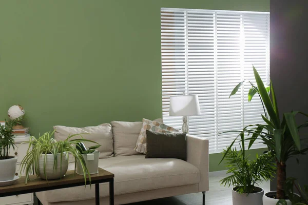 Comfortable Sofa Houseplants Chest Drawers Cozy Room Interior Design — Stock Photo, Image