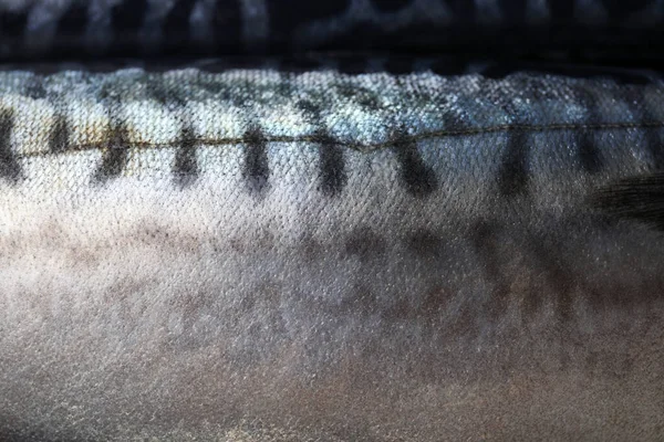 Texture Raw Mackerel Background Closeup — Stock Photo, Image